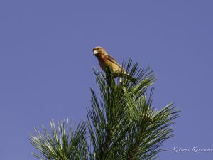 冬鳥２種　イスカ、タゲリ　2023/11/23