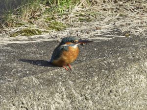 用水のカワセミ　2023/11/24