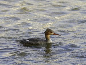 河口で探鳥　朝明川　2023/11/24