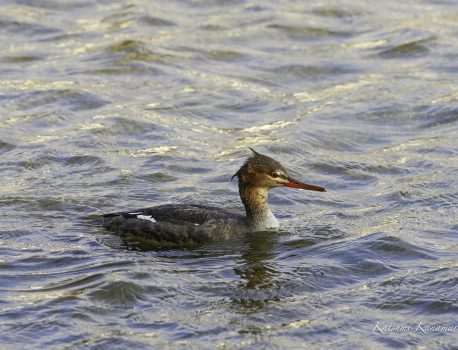 河口で探鳥　朝明川　2023/11/24