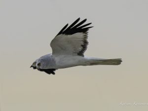 鍋田干拓地で探鳥 ハイイロチュウヒ　2023/11/27