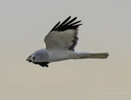 鍋田干拓地で探鳥 ハイイロチュウヒ　2023/11/27