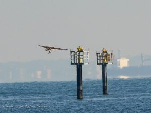 河口で探鳥シリーズ朝明川2023/11/15