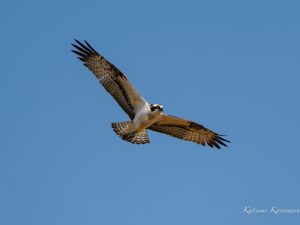 河口で探鳥　朝明川　OM-1 M.ZUIKO 150-400mm F4.5　2023/11/3