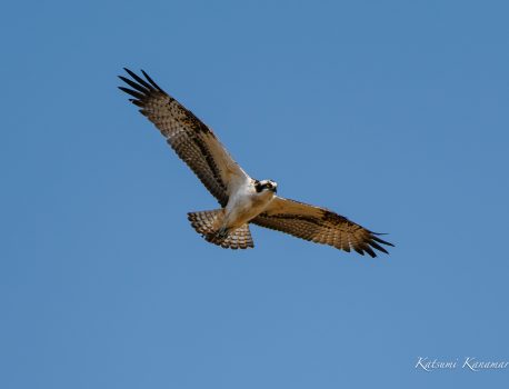 河口で探鳥　朝明川　OM-1 M.ZUIKO 150-400mm F4.5　2023/11/3