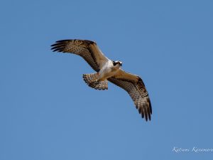 朝明川ミサゴ　OM-1 M.ZUIKOED150-400mmF4.5  2023/11/3　午後