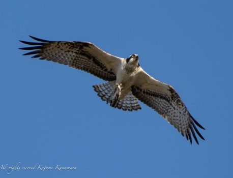 朝明川探鳥 2023/11/8