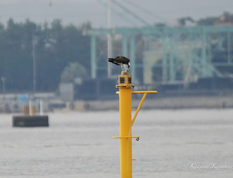 朝明川河口で探鳥　2023/11/9