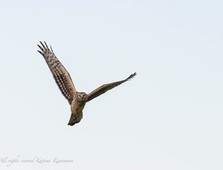 鍋田干拓地で探鳥　2023/11/11