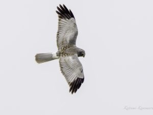 鍋田干拓地でハイイロチュウヒ　2023/11/28