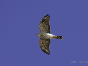 高松海岸　ハイタカ、ミサゴ　2023/12/2