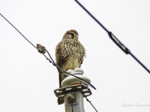 農耕地で探鳥 三宅町　2023/12/5