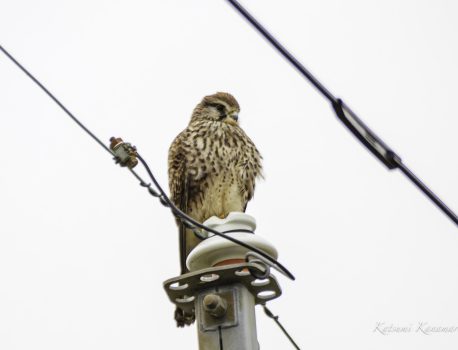 農耕地で探鳥 三宅町　2023/12/5