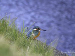 カワセミ　用水　2023/12/7