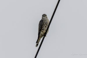 干拓地で探鳥　　ハヤブサ、ハイイロチュウヒ　鍋田　2023/12/9