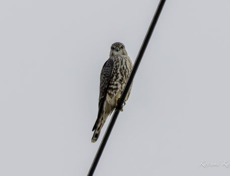 干拓地で探鳥　　ハヤブサ、ハイイロチュウヒ　鍋田　2023/12/9