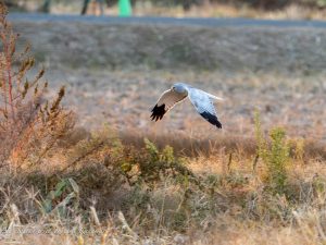 夕日に染まるハイイロチュウヒ　鍋田　2023/12/1