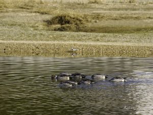 河口で探鳥　ミヤコドリ、ミサゴ、オナガガモ、マガモなど高松海岸　2023/12/11