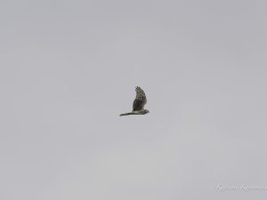 干拓地で探鳥　チュウヒ、ハイイロチュウヒ、ハヤブサ　鍋田　2023/12/11