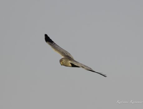 干拓地で探鳥　2023/12/13