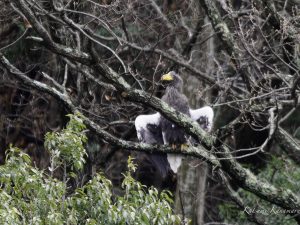 湖北のオオワシ　2023/12/16