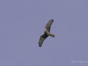 河口で探鳥　鈴鹿川　2023/12/18　13:00〜　14：30