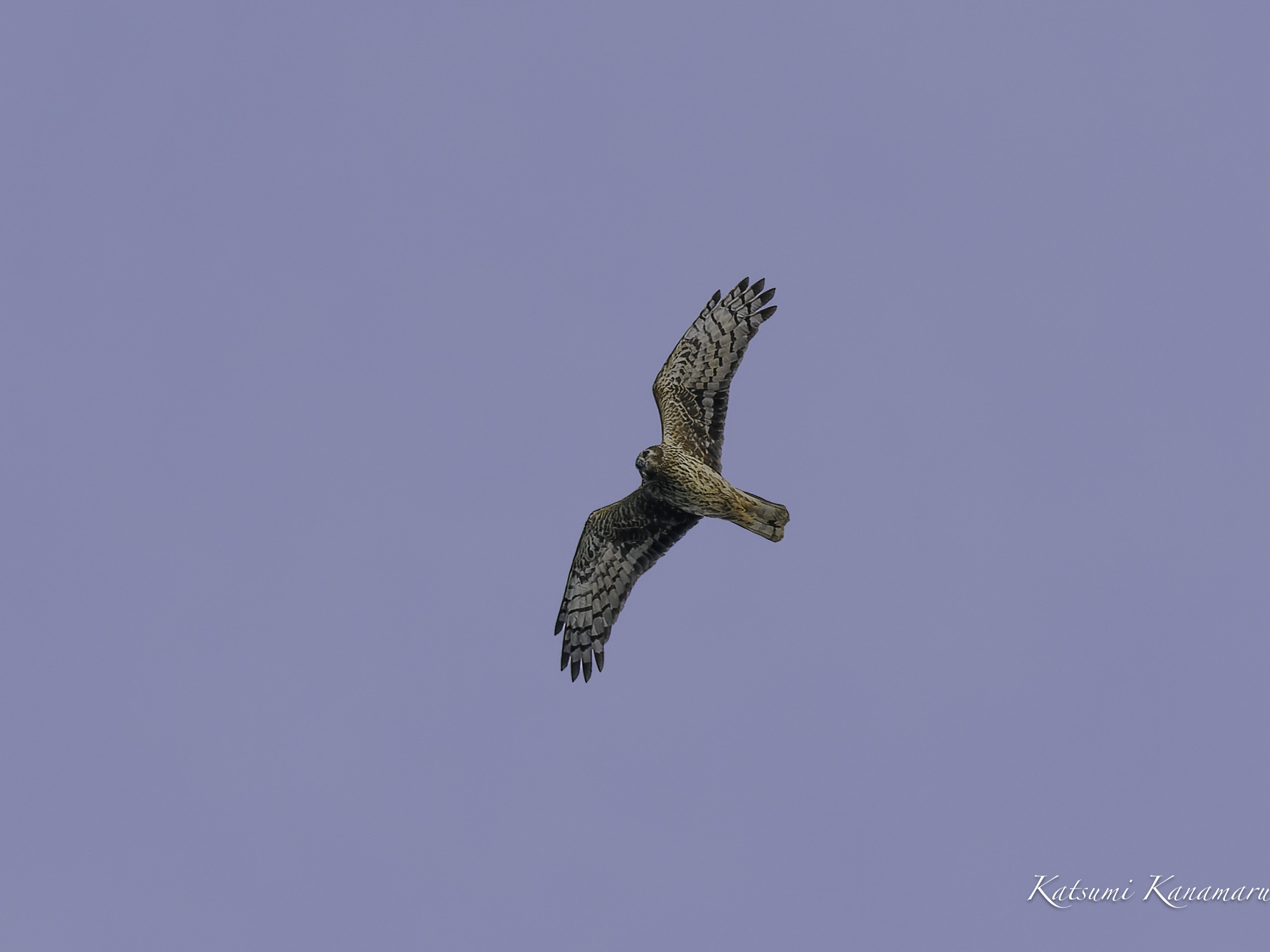 河口で探鳥　鈴鹿川　2023/12/18　13:00〜　14：30