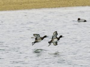 河口で探鳥　磯津　2023/12/19 PM