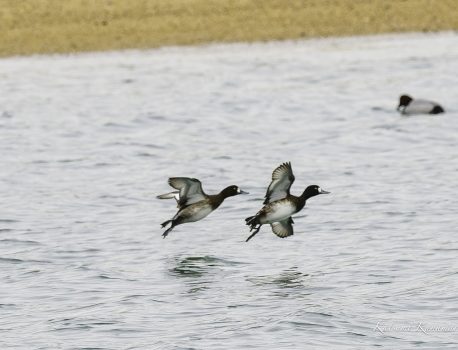河口で探鳥　磯津　2023/12/19 PM