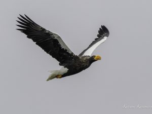 湖北のオオワシ　渡来33日目　2023/12/20