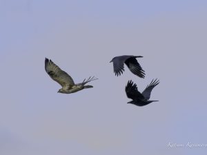 干拓地で探鳥　2023/12/20