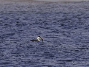 鈴鹿川河口　磯津　2023/12/21