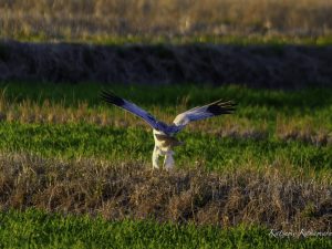 干拓地で探鳥　2023/12/22