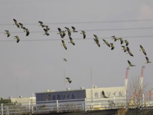 干拓地で探鳥　2023/12/25