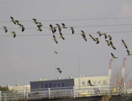 干拓地で探鳥　2023/12/25