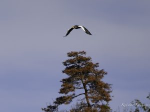 山本山のオオワシ　2023/12/27 渡来40日目