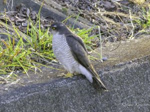 市街地の用水で探鳥　ハイタカ、カワセミ　2024/1/1