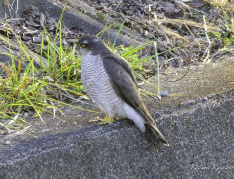 市街地の用水で探鳥　ハイタカ、カワセミ　2024/1/1