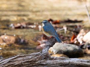 山麓で探鳥（県民の森）2024/1/11