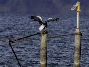 湖北のオオワシ渡来67日目　2024/1/23