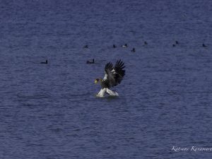 琵琶湖山本山のオオワシ　渡来４６日目（今季観察８回目）2024/1/2