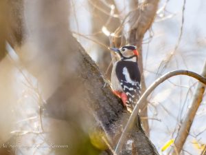 県民の森　2024/1/3 アカゲラ、コゲラ