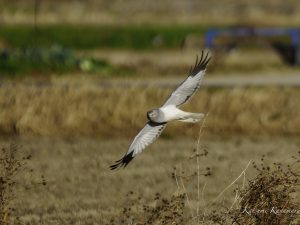 干拓地で探鳥　2024/1/4　ハイイロチュウヒ、コチョウゲンボウなど