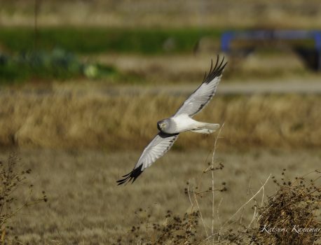 干拓地で探鳥　2024/1/4　ハイイロチュウヒ、コチョウゲンボウなど