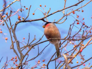 弥高山　2023/1/5　クマタカ、ウソ、アカゲラ、アトリなど