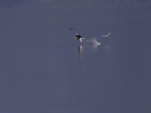 湖北山本山のオオワシ渡来56日目　2024/1/12