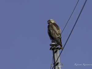 農耕地のノスリ2024/2/13