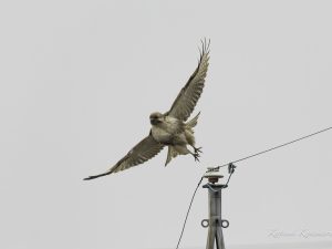 農耕地のノスリ　2024/2/15