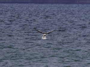 琵琶湖山本山のオオワシ渡来67日目　2024年1月23日