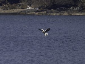 琵琶湖山本山のオオワシ渡来74日目2024年1月30日